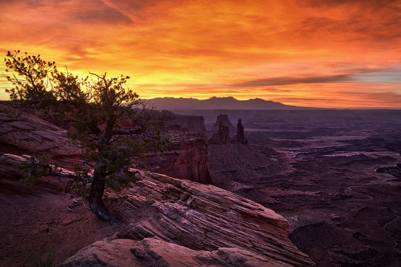 A lonely tree overlooking the canyons