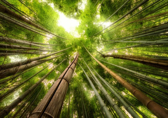 Nature's Skyscrapers - Kyoto Bamboo Forest