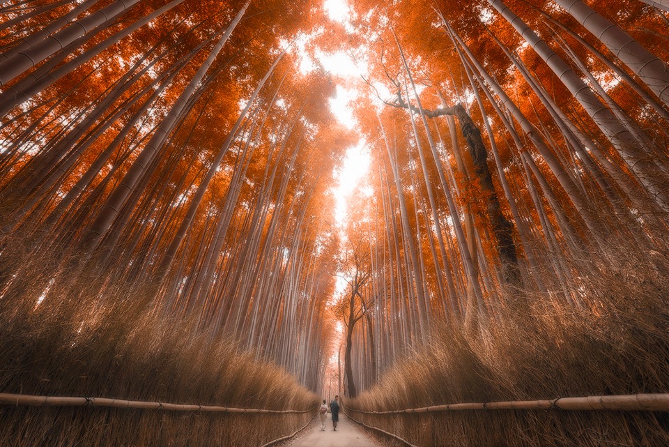 Autumn Bamboo Forest