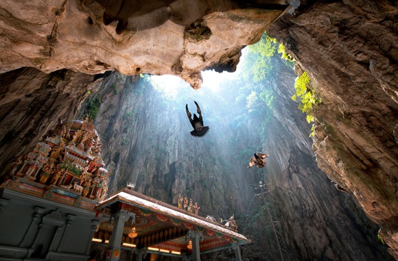 Swooping Rays - Birds At The Batu Caves