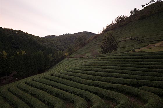 tea fields before