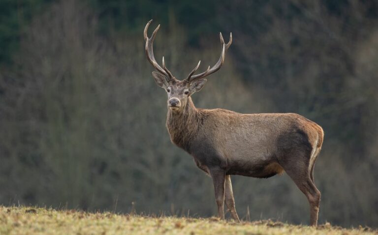 How Do Deer Travel with the Wind? Understanding Their Natural Instincts