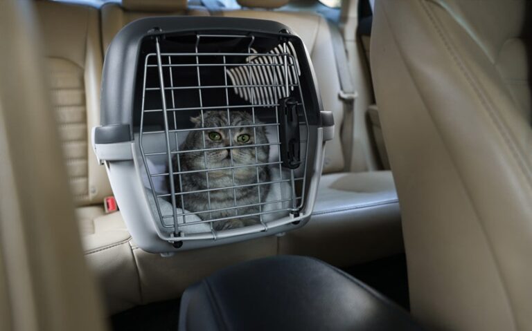 How to Travel Cross Country with Cats Without Losing Your Mind or Theirs