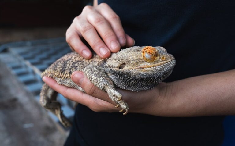 Signs Your Bearded Dragon Likes You: 12 Ways They Show Trust and Affection