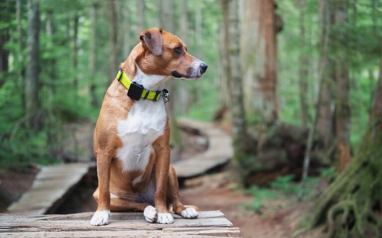 technology changed life with my dog