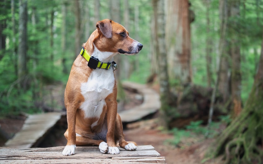 technology changed life with my dog