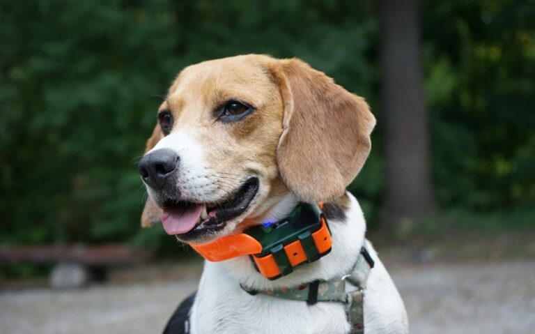 gps trackers for pets