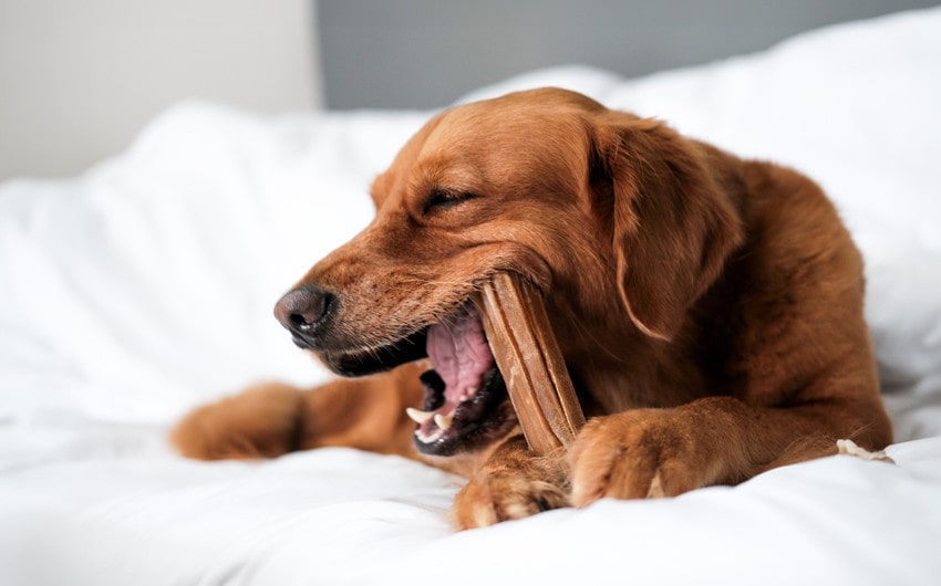 natural calming chews for dogs