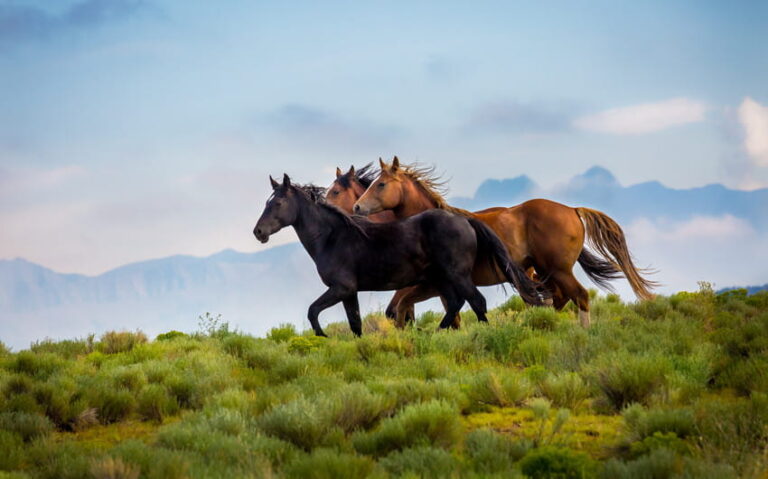 visual exploration of horses in natural landscapes