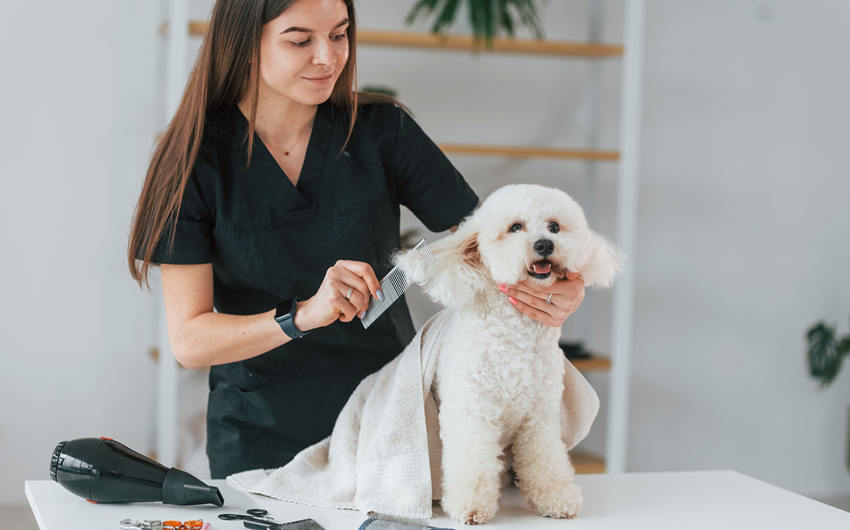 Making Grooming a Positive Experience for Your Pet